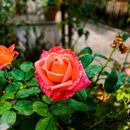 Апартаменти Lucas 38 *