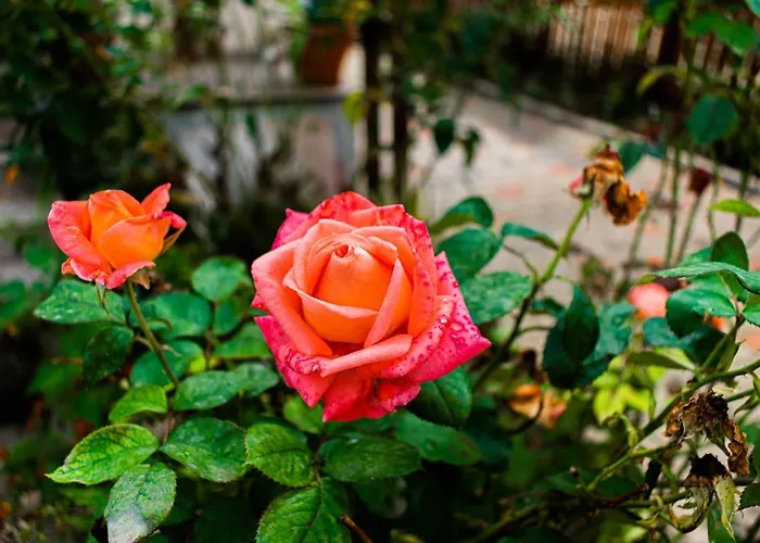 Appartement Lucas 38 *